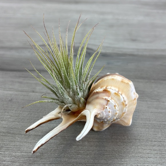 🔆AIR PLANT BUDDY🔆 WITH REAL SEA SHELL HAND MADE AND UNIQUE - Picture 12 of 16